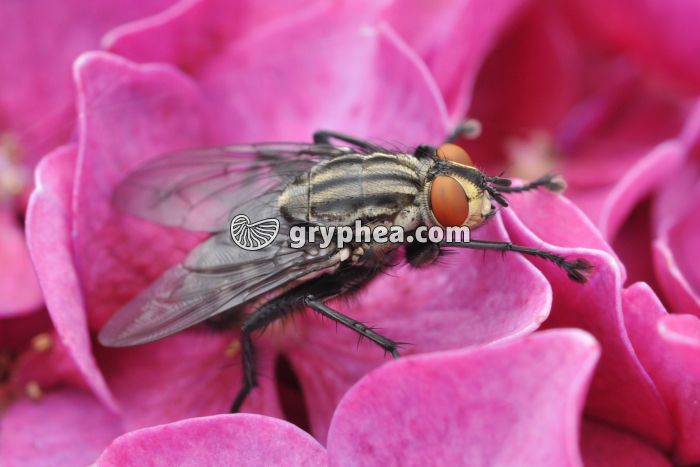 Mouche (Calliphora erythrocephala) - gryphea.com